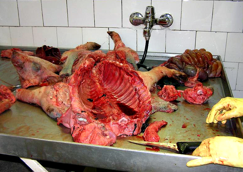 patola2.JPG
